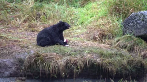 Alaska Black Bear Eats a Salmon Video stock 254648617