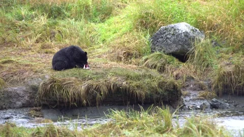 Alaska Black Bear Eats a Salmon Stock-Footage 254648629