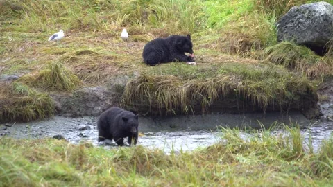 Alaska Black Bear Eats a Salmon While Another One Hunts Vídeos de archivo 254648882