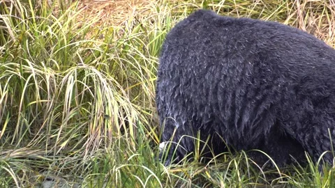 Alaska Black Bear Eats a Salmon Vídeos de archivo 254649176
