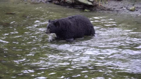 Alaska Black Bear Sniffs a Dead Salmon Vídeos de archivo 254649177
