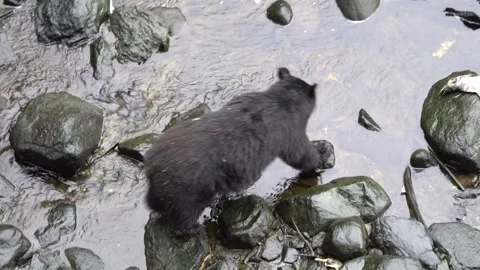 Alaska Black Bear View from Overhead 스톡 동영상 254649210