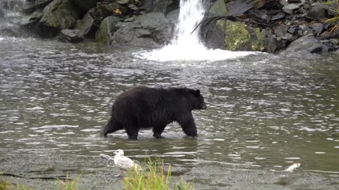 Alaska Black Bear Walking Through Water Stock-Footage 254649703