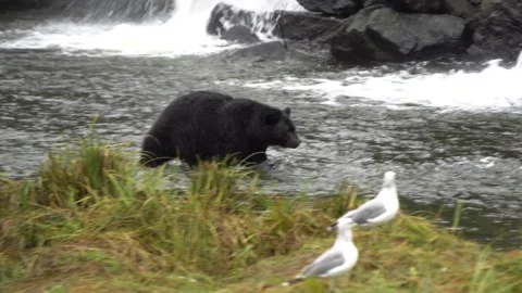 Alaska Black Bear Walking Through Water Vídeos de archivo 254650176