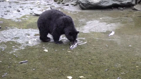 Alaska Black Bear Walking Through Water and Over Rocks Vídeos de archivo 254650197
