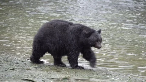 Alaska Black Bear Walks Through Water Video stock 254650219