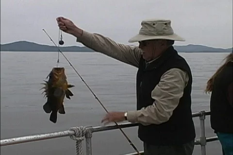 Alaska Bottom fish catch Stock Footage