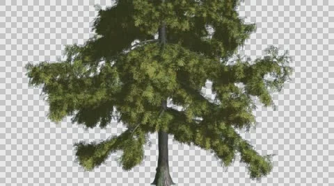Alaska Cedar Thin Tree is Swaying at The Wind Evergreen Tree Scale-Leaves Are Stock Footage 57948206