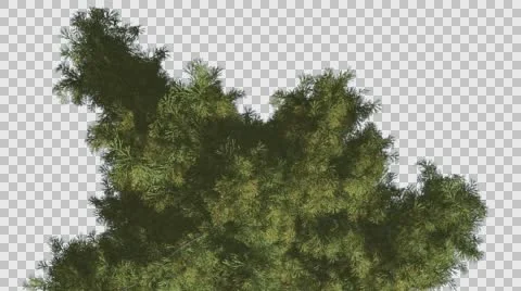 Alaska Cedar Top Down Tree is Swaying at The Wind Evergreen Scale-Leaves Are Stock Footage 57952225