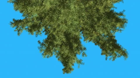 Alaska Cedar Top of Evergreen Tree Turned is Swaying at The Wind Green Tree Stock Footage 57996615
