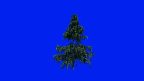 Alaska Cedar tree blowing in the wind against Blue Screen Chromakey 스톡 동영상 120244937