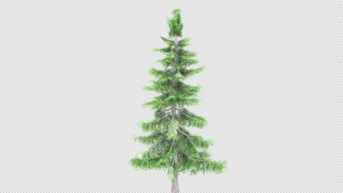 Alaska cedar tree Stock Footage 320757990