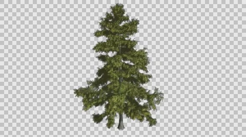 Tree Animation Stock Footage ~ Royalty Free Stock Videos | Pond5