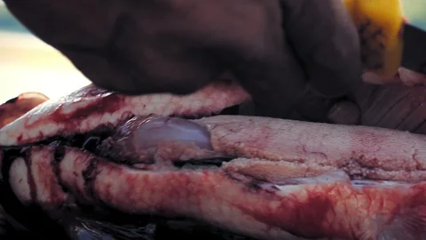 Alaska. Close up of hands getting roe from white fish. Stock Footage 116803658