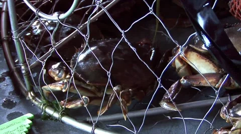Alaska Crab In a cage Stock Footage 47781975