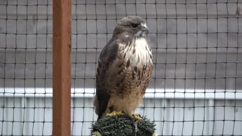 Alaska Falcon Vídeos de archivo 254650073