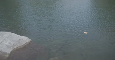 Alaska Floating Leaf Stock-Footage 197333378