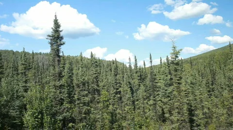 Alaska forest from train P HD 7912 Stock Footage 825752