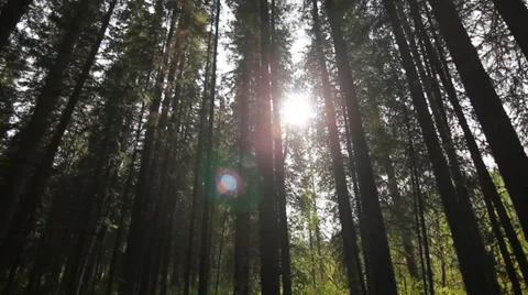Alaska Forrest Sunlight Tree Stock Footage 38782847