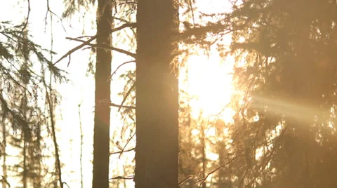 Alaska Forrest Tree Stock Footage 38782770