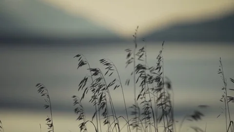 Alaska Grass Silhouette Stock Footage