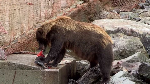 Alaska grizzly bear catches a salmon Stock Footage