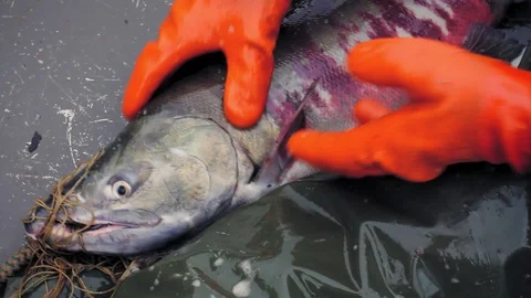 Alaska. Hands with orange gloves taking out alaskan salmon from the net. Video stock 116805795