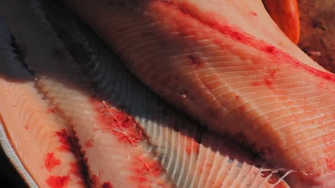 Alaska. High angle close up of knife working on alaskan salmon. Stock Footage 116827002