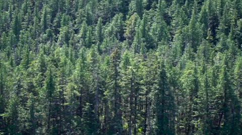 Alaska Inside Passage Forest Close up Vidéo 64274249