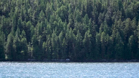 Alaska Inside Passage Forest Over Water 3 Vidéo 64274206