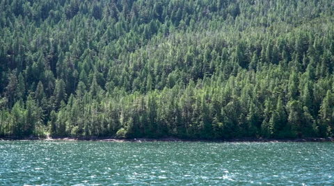 Alaska Inside Passage Forest Over Water 2 Vidéo 64274426