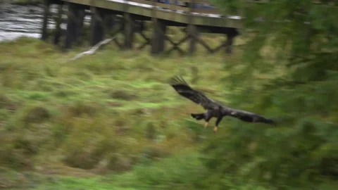Alaska Juvenile Bald Eagle Flying 스톡 동영상 254650164