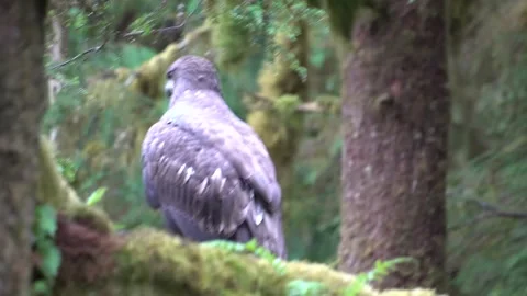 Alaska Juvenile Bald Eagle Vídeos de archivo 254650258