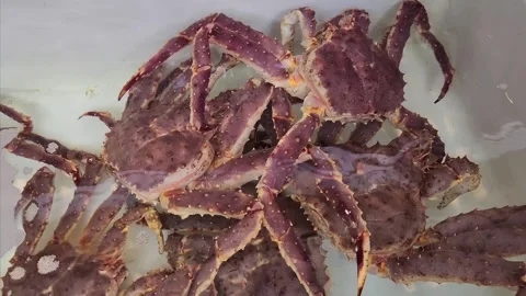 Alaska King Crabs or Taraba Crabs swimming in a pond at a fish market. Stock Footage 323494358