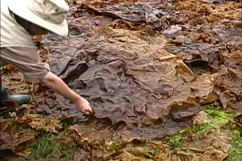 Alaska Lifting up seaweed Stock Footage 464764