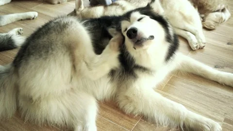 Alaska Malamute dog portrait in domesticated pet Stock Footage 140637053