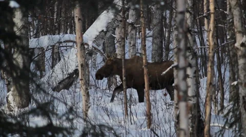 Alaska Moose Snow Stock Footage