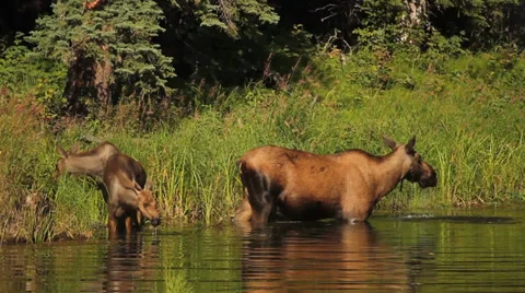 Alaska Moose Spring River Nature Stock Footage