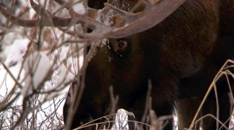 Alaska moose in winter eating willows Stock Footage