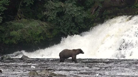 Alaska. Mother brown bear with two cubs catches red salmon fish in river. Stockbeeldmateriaal 219953233