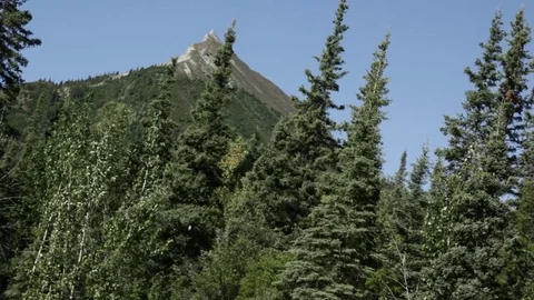 Alaska mountain through trees Stock Footage 74135347