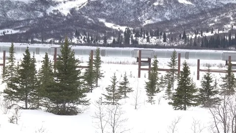 Alaska Pipeline In The Trees Stock Footage 77135269