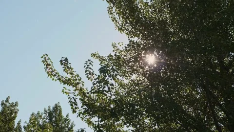 Alaska Plane Flying Trees Forest Sun Nature Golden Hour Stock Footage 271015661