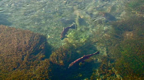 Alaska salmon swimming ready to spawn Stock Footage 40449155