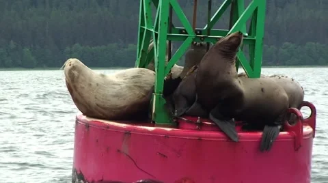 Alaska Seals Video stock 44219772