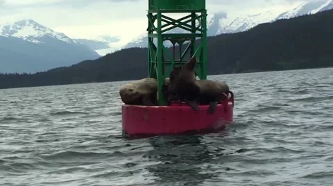 Alaska Seals Stock Footage 44222786