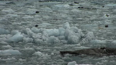 Alaska Seals on ice Video stock 44795806