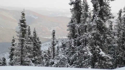 Alaska Snow Winter Trees Stock Footage 38784783