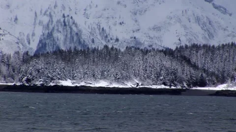 Alaska Snowy Pine Trees Stock Footage 48665965