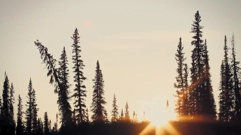Alaska. Sun set between the trees on an artic afternoon. 스톡 동영상 116914924